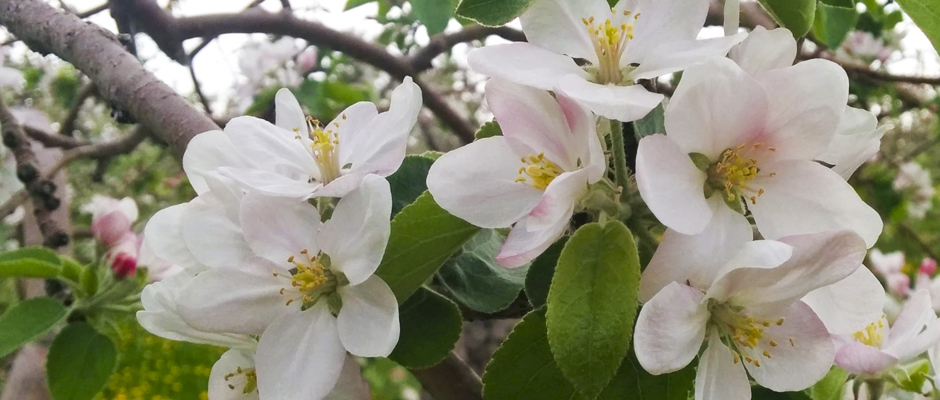 Festival des pommiers en fleurs à Saint-Joseph-du-Lac!