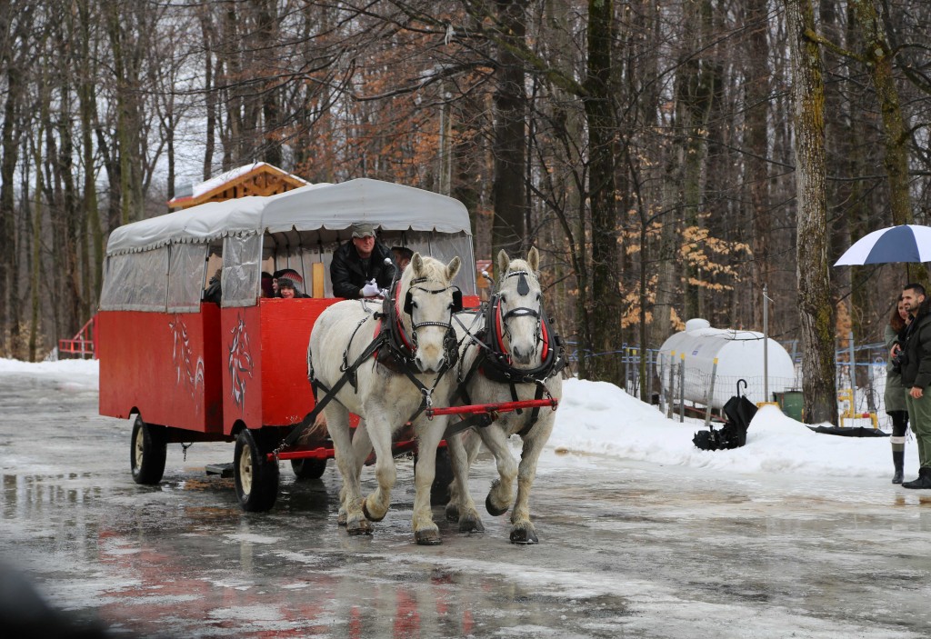 Chevaux_Constantin