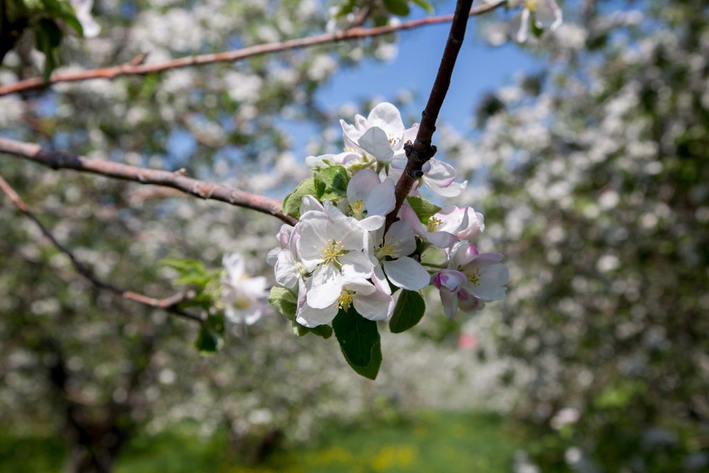 vergersenfleurs